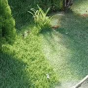 LawnMaster Pro 3-in-1 System
